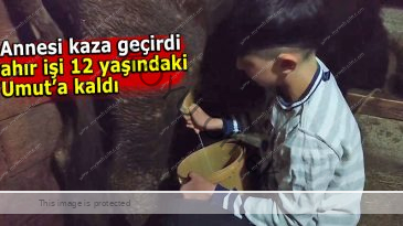 Annesi trafik kazasında yaralanınca ahır işleri ona kaldı
