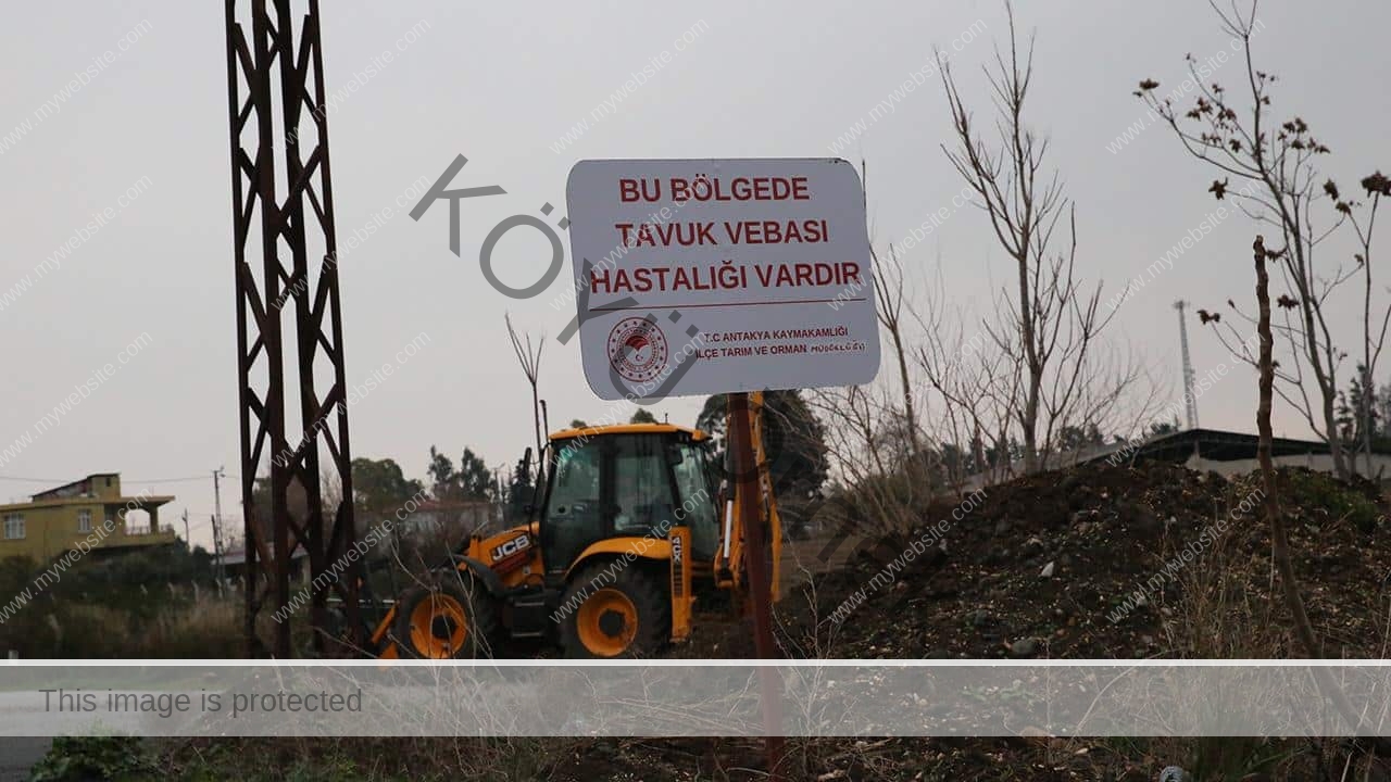 Hatay’da kuş gribi alarmı: Mahalle karantinaya alındı